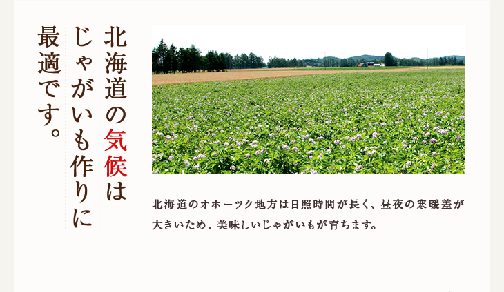 北海道の気候は じゃがいも作りに 最適です。