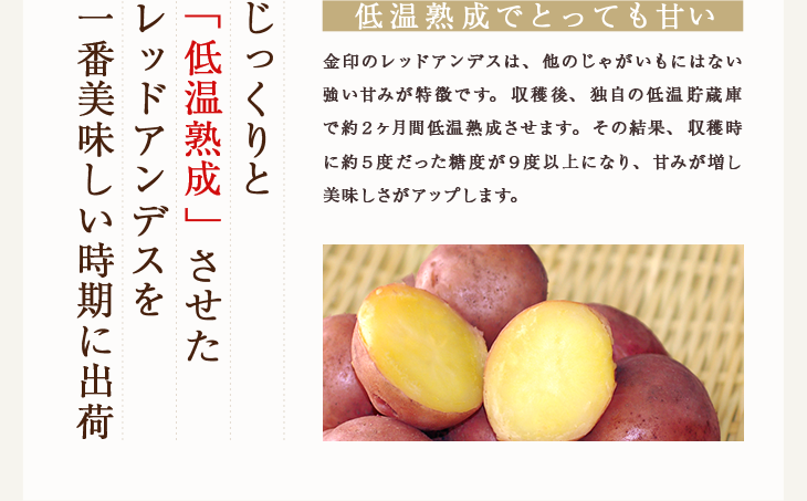 じっくりと 「低温熟成」させた レッドアンデスを 一番美味しい時期に出荷