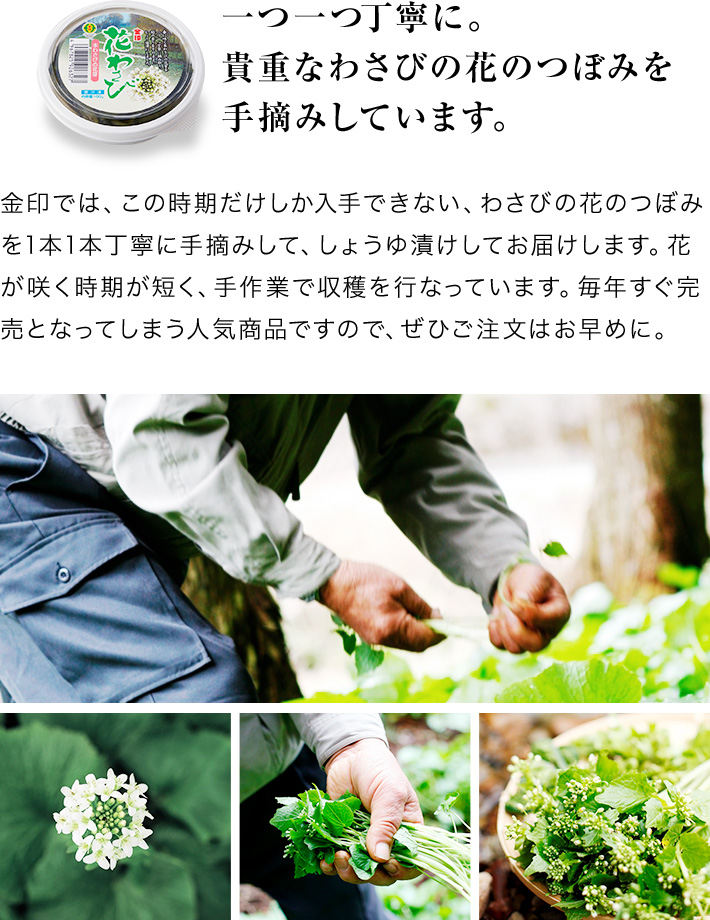 2025年 金印 花わさび (100g×6個入り) 【冷凍】 国産 わさび 花芽 醤油